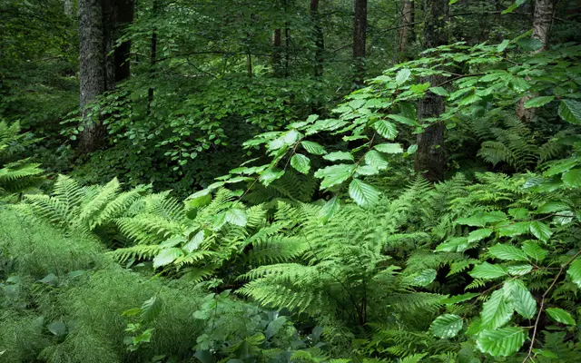 Beech and Ferns