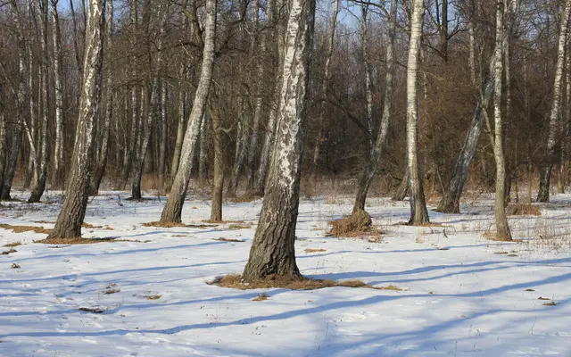Birch Wood