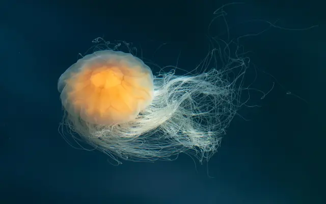 Lion's Mane Jellyfish