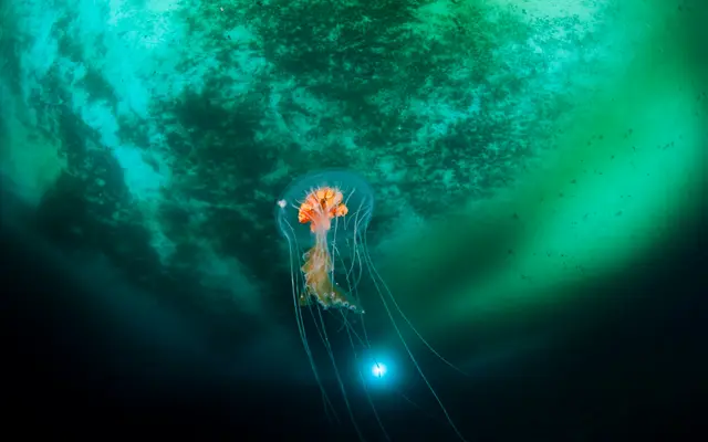 Ice Planet and Jellyfish