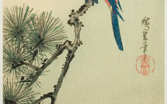 Macaw on a Pine Branch