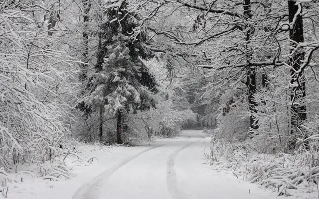 Forest Road