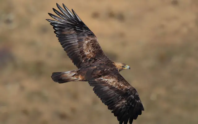 Golden Eagle