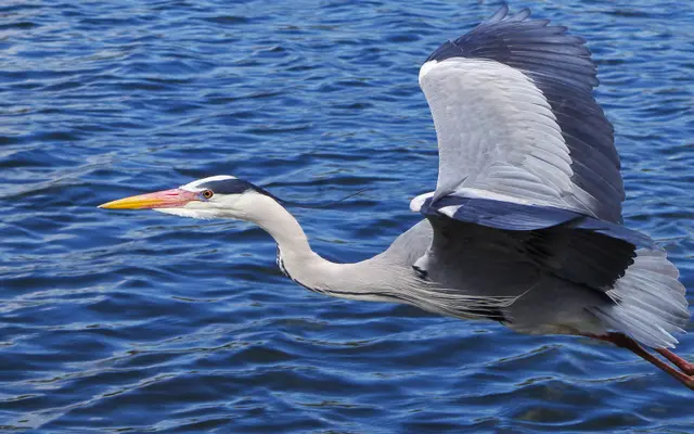 Grey Heron in Flight