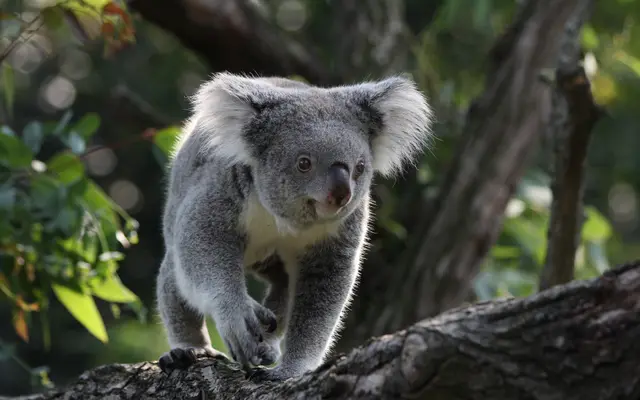 Koala