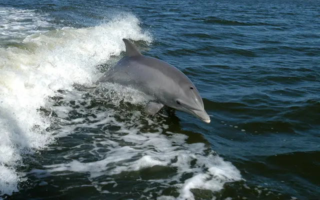 Bottlenose Dolphin
